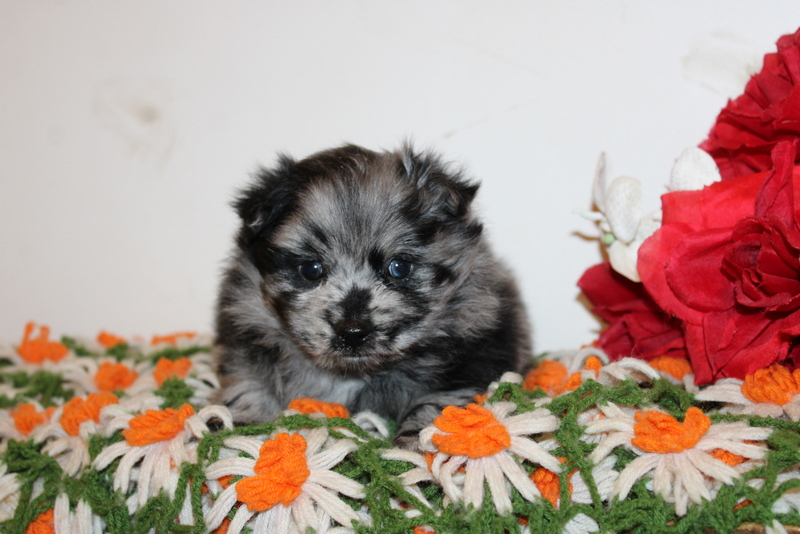 puppy, for, sale, Pomsky, Matthew B. Stoltzfus, dog, breeder, Gap, PA, dog-breeder, puppy-for-sale, forsale, nearby, find, puppyfind, locator, puppylocator, aca
